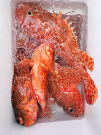釣果写真