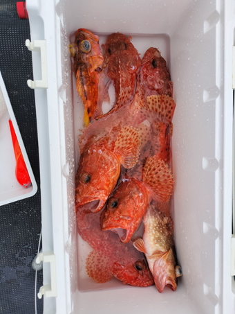 釣果写真