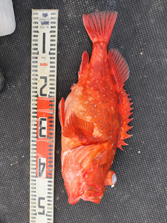 釣果写真