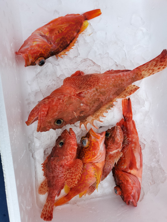 釣果写真