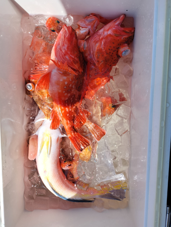 釣果写真