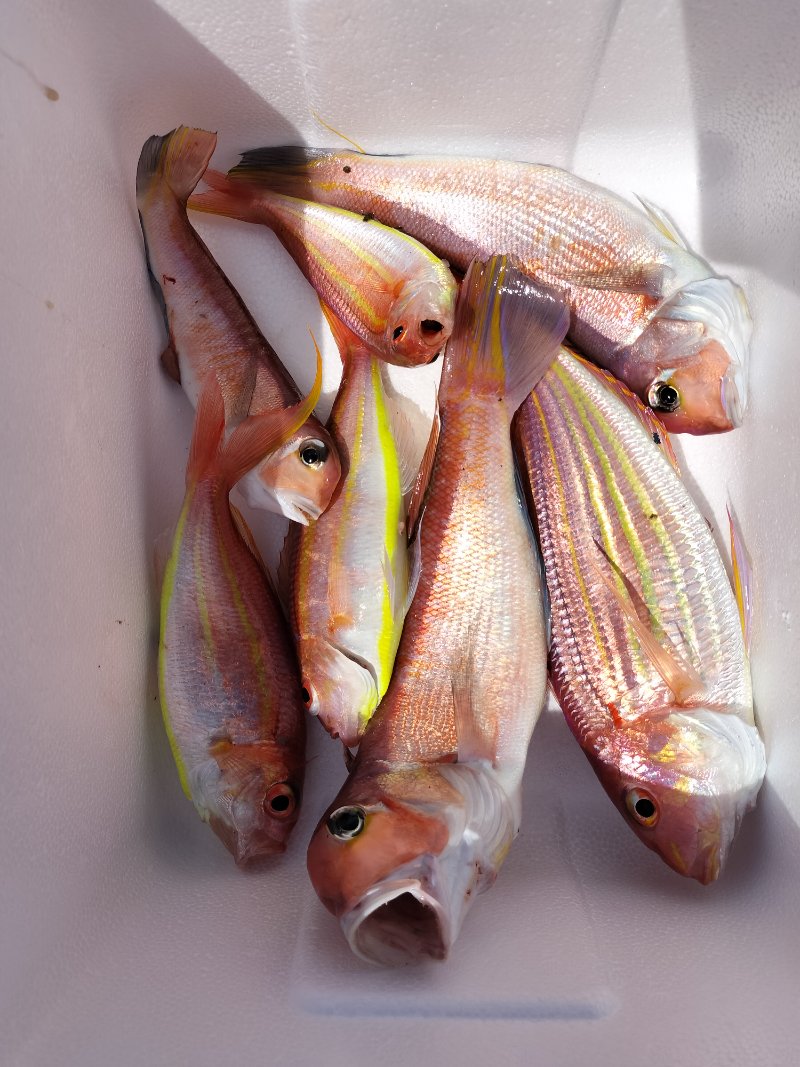 釣果写真