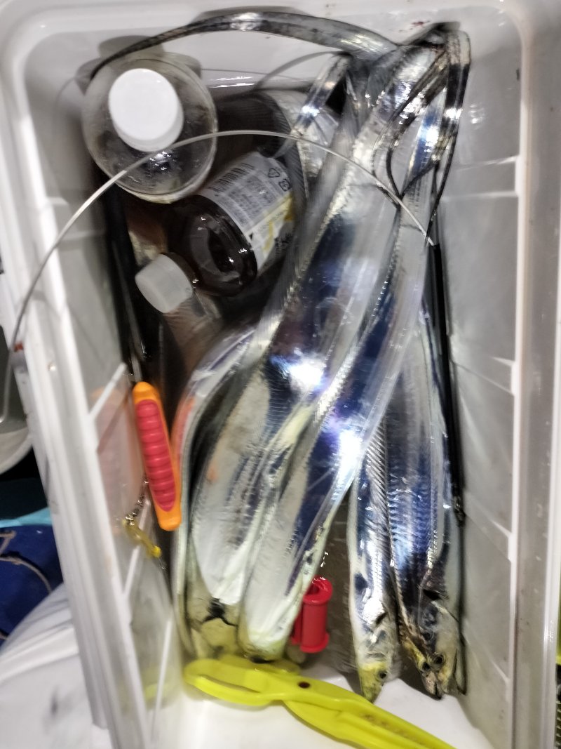 釣果写真