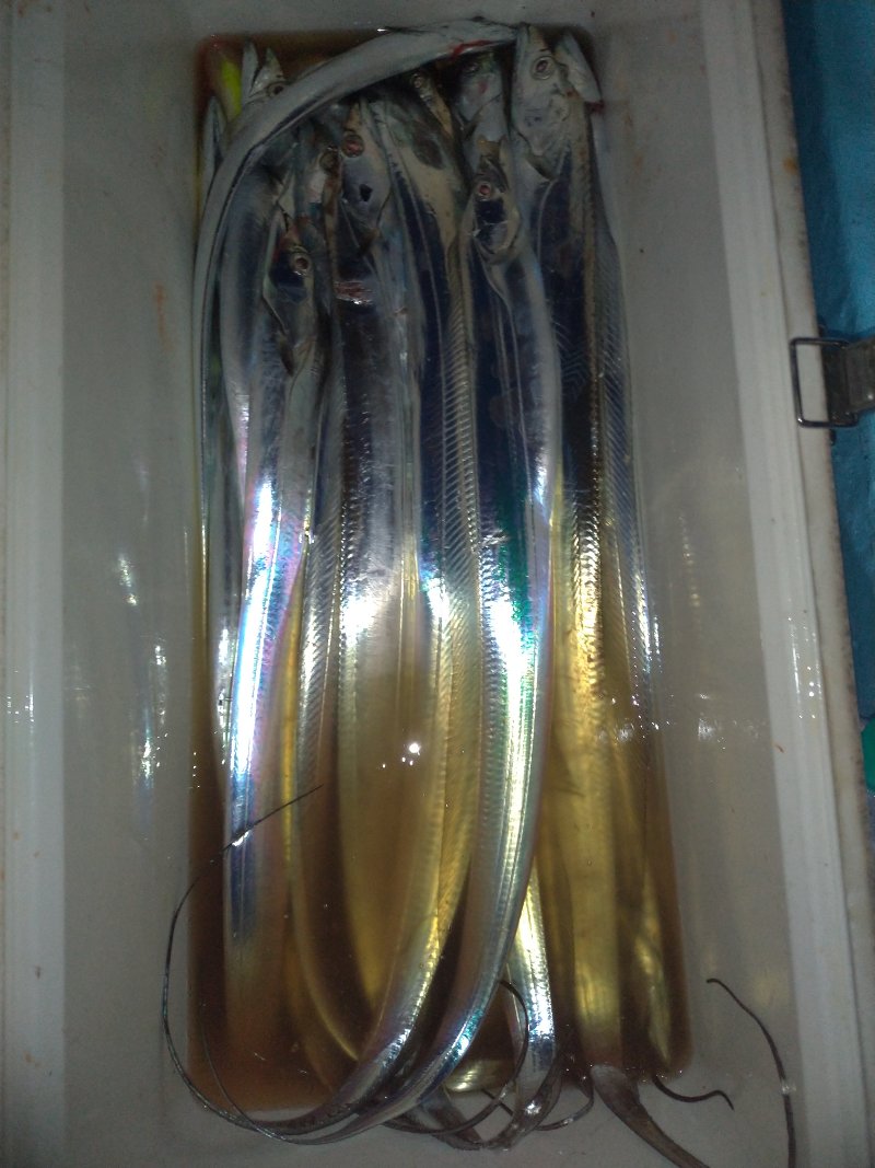 釣果写真