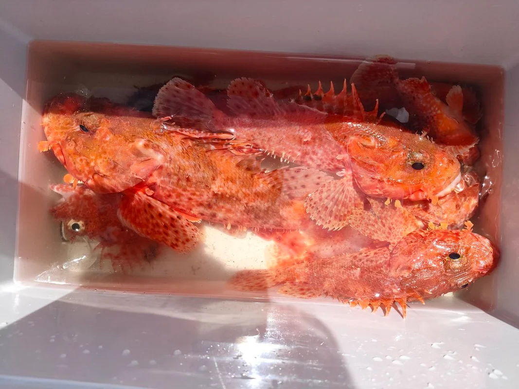 オニカサゴ系高級魚の釣果