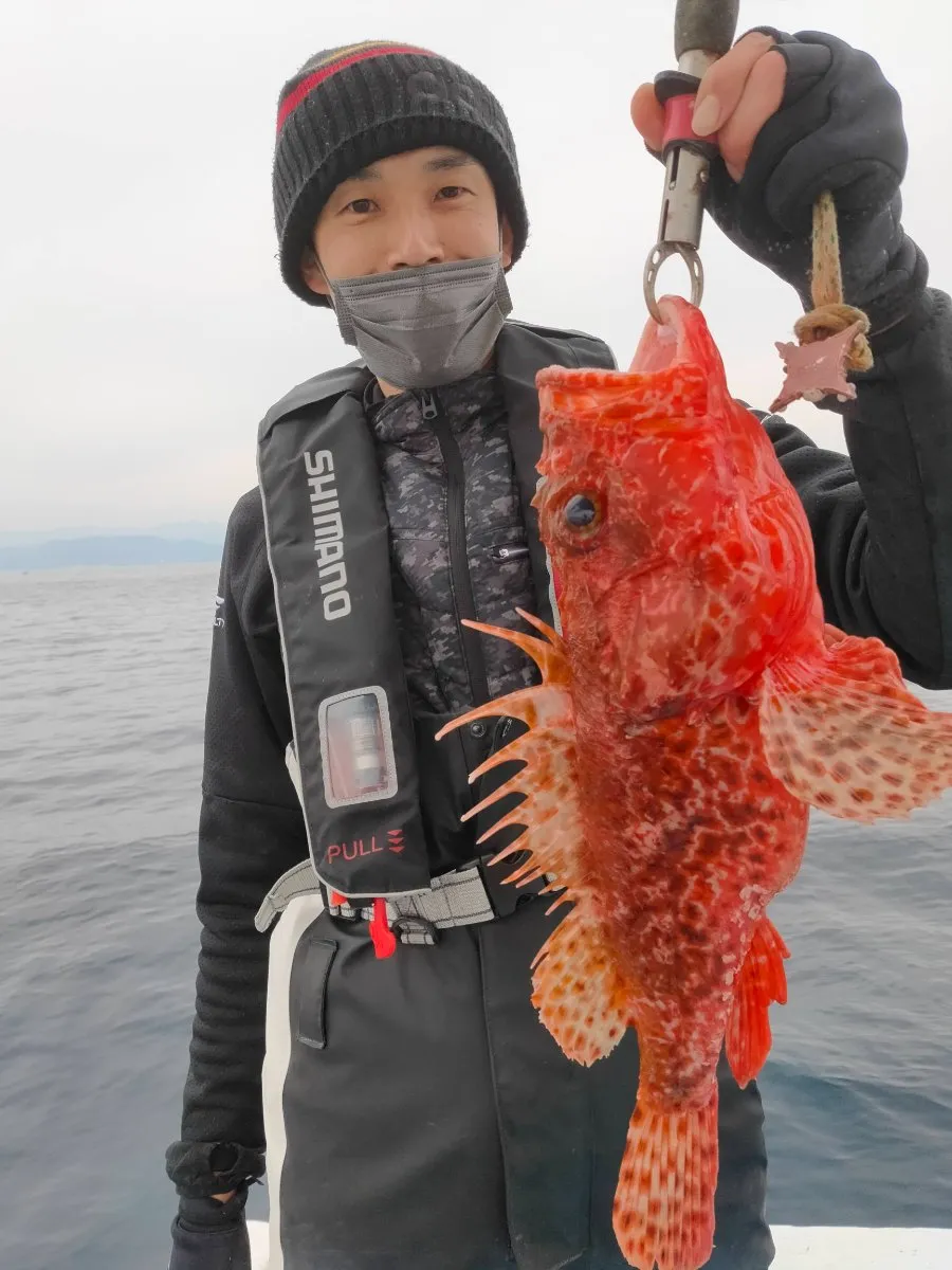 大型オニカサゴの釣果